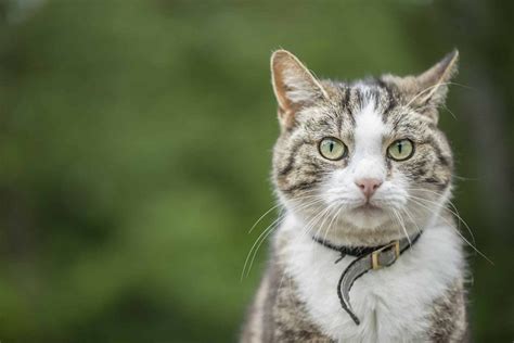 How To Find A Lost Cat in 16 Steps & How To Prevent It From .
